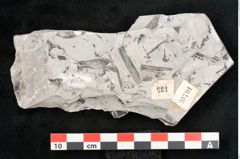 Foto (Detailansicht) von Sohizopteris lactuca Sternbg. (NHMW-GEO-2024-0188-10791)